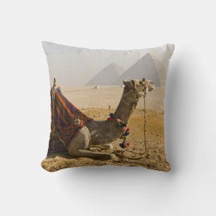 Egypte, Caïro. Een eenzame kameel Kussen