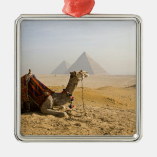 Egypte, Caïro. Een eenzame kameel Metalen Ornament
