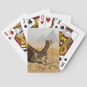 Egypte, Caïro. Een eenzame kameel Speelkaarten