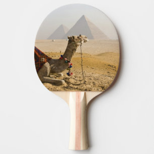 Egypte, Caïro. Een eenzame kameel Tafeltennisbatje