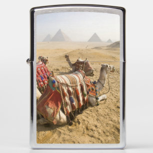 Egypte, Caïro. Rustende kamelen