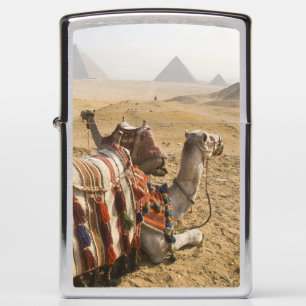 Egypte, Caïro. Rustende kamelen