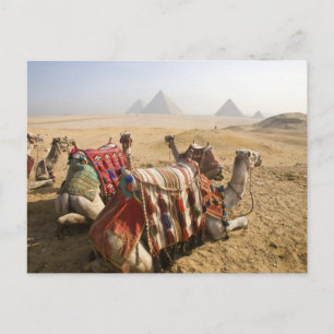 Egypte, Caïro. Rustende kamelen Briefkaart