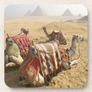 Egypte, Caïro. Rustende kamelen Drankjes Onderzetter