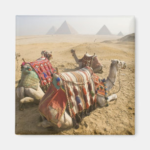 Egypte, Caïro. Rustende kamelen Magneet