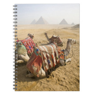 Egypte, Caïro. Rustende kamelen Notitieboek