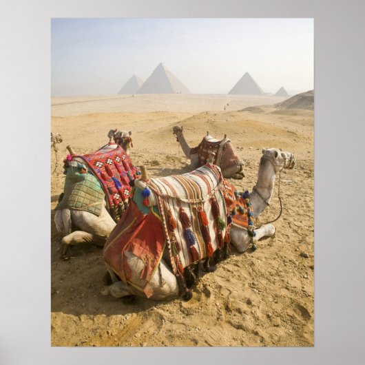 Egypte, Caïro. Rustende kamelen Poster (Voorkant)