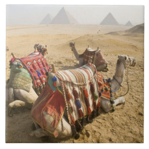 Egypte, Caïro. Rustende kamelen Tegeltje