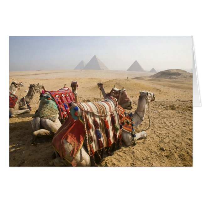 Égypte, Le Caire. Chameaux au repos (Devant horizontal)