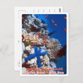 Egypte - Rood Zee - Barrier Reef - Briefkaart (Voorkant / Achterkant)