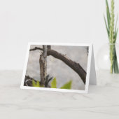 Egyptian Grasshopper in Tree Kaart (Voorkant)