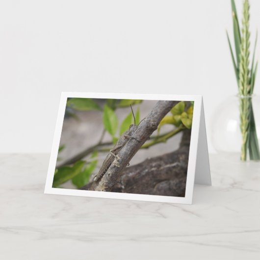 Egyptian Grasshopper in Tree Kaart (Voorkant)
