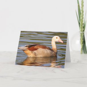 Egyptisch Goose Wenskaart Kaart