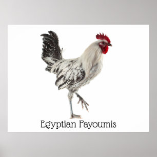 Egyptische Fayoumis Rooster Poster