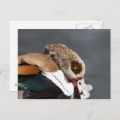 Egyptische gans briefkaart (Voorkant / Achterkant)