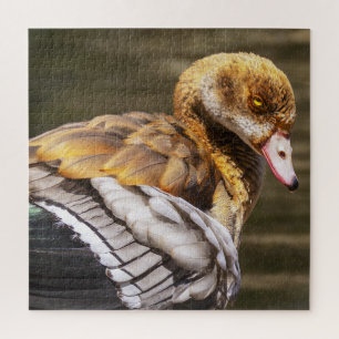 Egyptische Gans Close-Up Wilde Natuur Vogel Kunst Legpuzzel