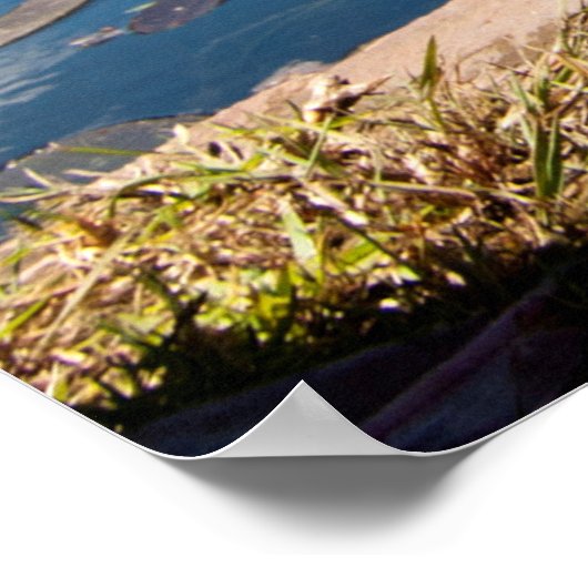 Egyptische ganzen poster (Hoek)