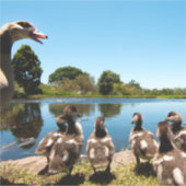 Egyptische ganzen sticker (Voorkant)