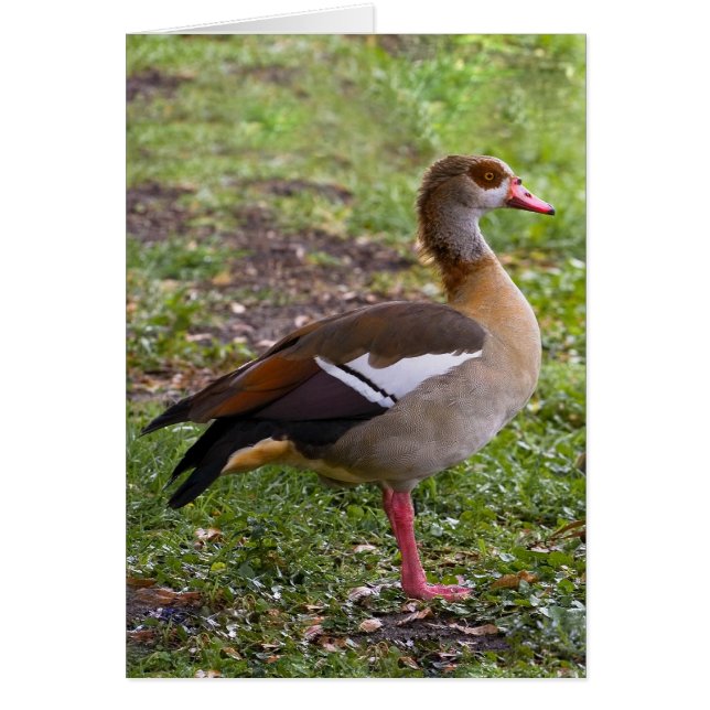 Egyptische Goose Card (Voorkant)