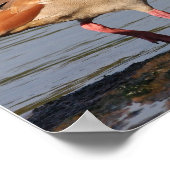 Egyptische Goose Collage Poster (Hoek)