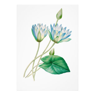 Egyptische Lotus Bloem Foto Vergroting Afdruk