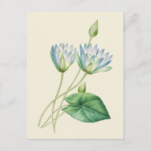 Egyptische Lotus Botanische Illustratie Briefkaart