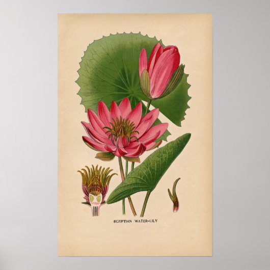 Egyptische roze waterlelie |  botanische print (Voorkant)