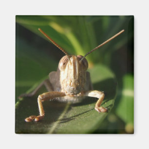 Egyptische sprinkhaan Insect Magnet Magneet