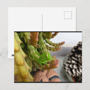 Egyptische sprinkhaan-nimf op carrion cactus plant briefkaart