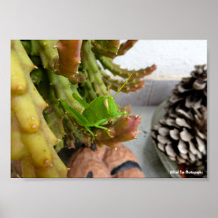 Egyptische sprinkhaan-nimf op Carrion Cactus Plant Poster