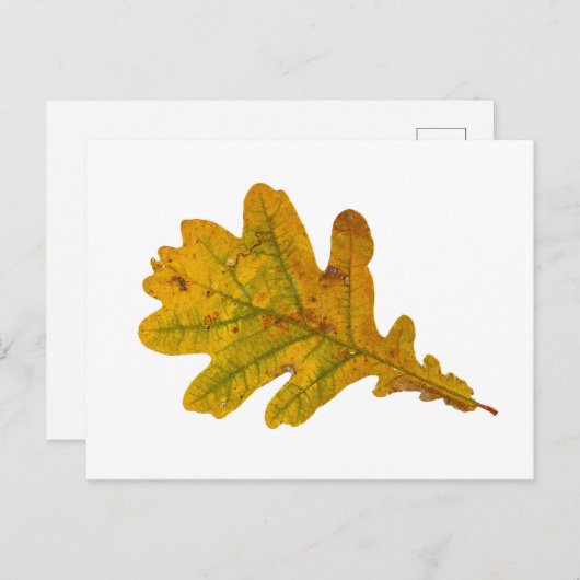 Eichenlaub im Herbst Briefkaart (Voorkant / Achterkant)