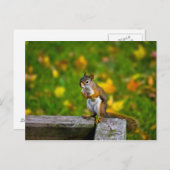 Eichhörnchen Briefkaart (Voorkant / Achterkant)