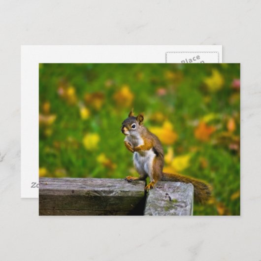 Eichhörnchen Briefkaart (Voorkant / Achterkant)