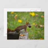 Eichhörnchen-Dieb/eekhoorndief Briefkaart (Voorkant / Achterkant)