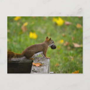 Eichhörnchen-Dieb/eekhoorndief Briefkaart