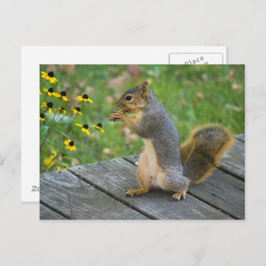 Eichhörnchen mit Keks / Eekhoorn met koekje Briefkaart (Voorkant / Achterkant)