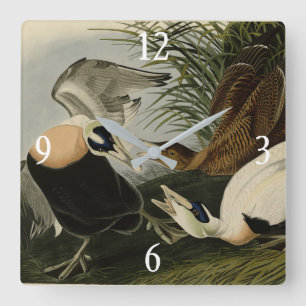 Eider Duck, Common Eider, Audubon Birds of America Vierkante Klok