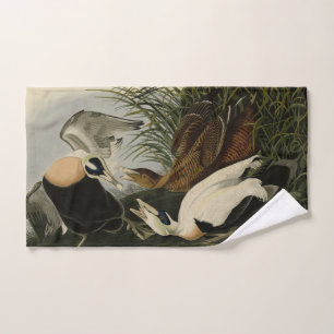 Eider Duck, Eider commun, Audubon Birds of America