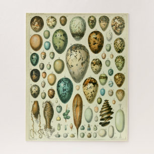 Eieren antieke illustratie van de natuurlijke hist legpuzzel