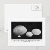 Eieren van vederreuzen briefkaart (Voorkant / Achterkant)