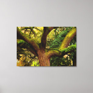Eik Canvas Afdruk