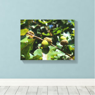 Eikels groeien op een eik canvas afdruk