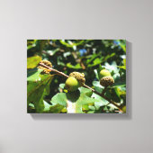 Eikels groeien op een eik canvas afdruk (Voorkant)
