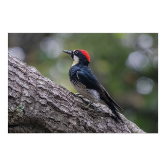 Eikelspecht Glanzende Poster | Bosvogel Kunst Perfect Poster