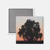 Eiken Boom Silhouet bij Nightfall Magnet Magneet (Voorkant / Achterkant)