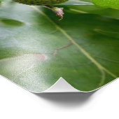 eiken foto afdruk (Hoek)