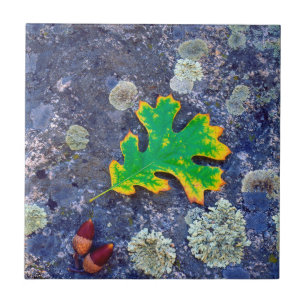 Eikenblad en eikels op een met korstmos bedekte ro tegeltje
