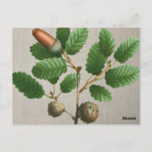 eikenbladeren briefkaart (Achterkant)