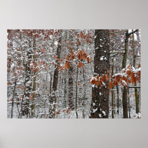 Eikenbomen Bedekt met Sneeuw Winter Natuurfotograf Poster