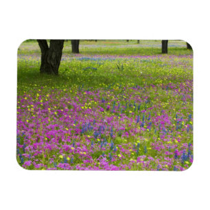 Eikenbomen met veld van Phlox, Blauwe Bonnets Magneet